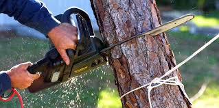 Professional Tree Services in Lomira, WI