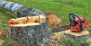 Best Tree Trimming and Pruning  in Lomira, WI