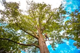 Best Soil Testing and Treatment  in Lomira, WI