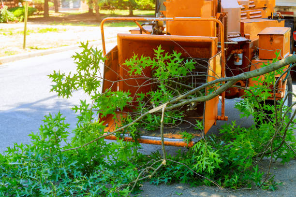 Best Lawn Disease Treatment  in Lomira, WI