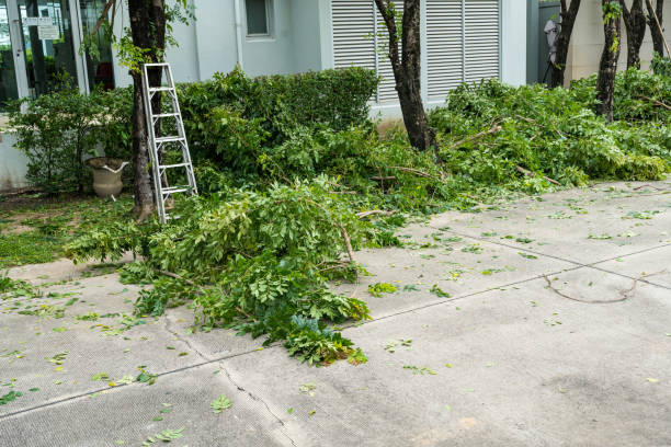 Best Emergency Tree Removal  in Lomira, WI