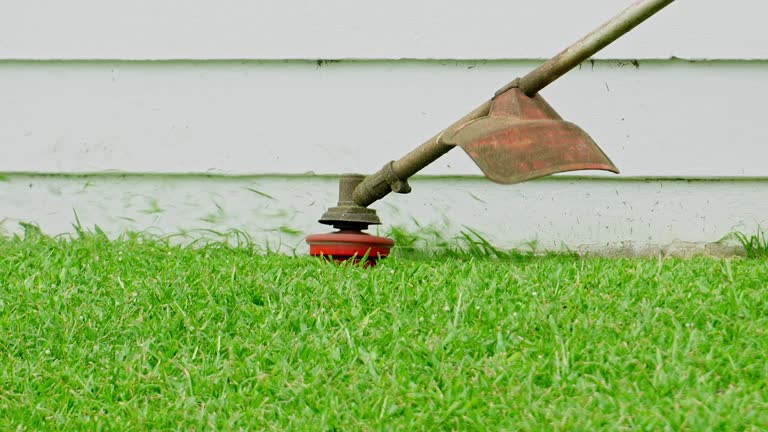 How Our Tree Care Process Works  in  Lomira, WI