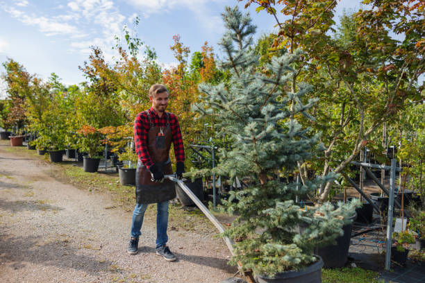 Organic Lawn Care Solutions in Lomira, WI