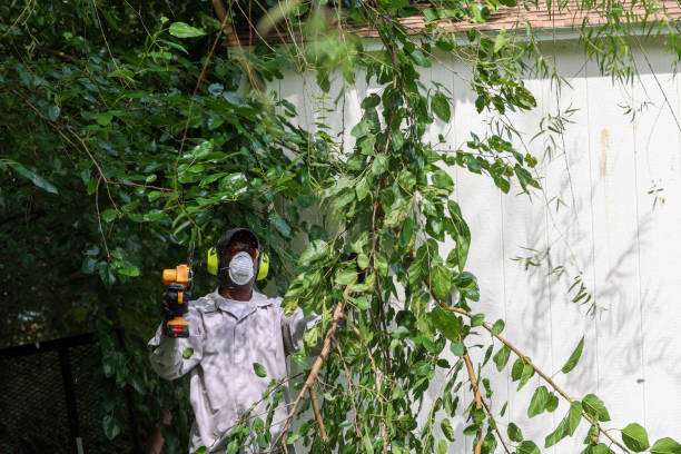 Tree and Shrub Care in Lomira, WI