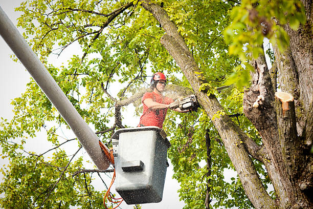 Best Firewood Processing and Delivery  in Lomira, WI
