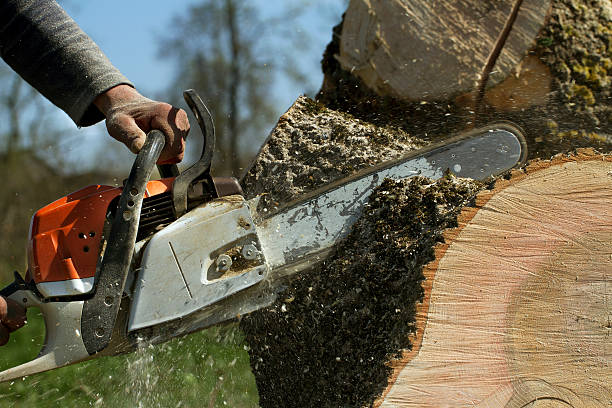 Best Stump Grinding and Removal  in Lomira, WI