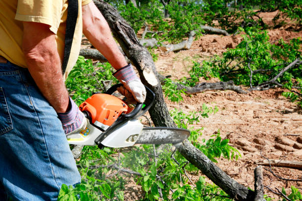 Best Leaf Removal  in Lomira, WI